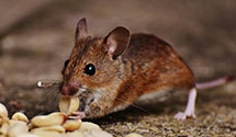 24 Hour & Emergency Exterminators in Ocean City, MD
